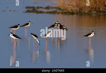 Eine Herde von Black-necked Stelzenläufer (Himantopus mexicanus) Nahrungssuche in Gezeiten Marsh, Galveston, Texas, USA Stockfoto