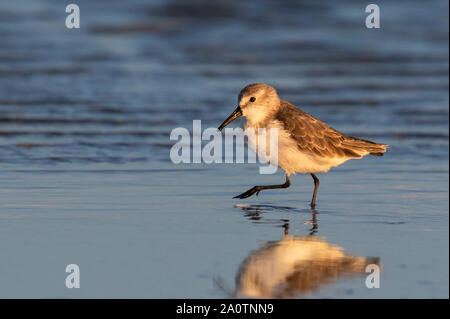 Western sandpiper (calidris Mauri) im Winter Gefieder entlang dem Meer Strand bei Sonnenuntergang, Galveston, Texas, USA. Stockfoto