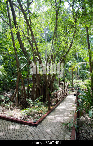 Steg und Pfad auf der Wanderung durch den Regenwald im tropischen Darwin, Australien Stockfoto
