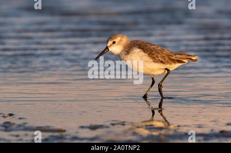 Western sandpiper (calidris Mauri) im Winter Gefieder Fütterung entlang dem Meer Strand bei Sonnenuntergang, Galveston, Texas, USA. Stockfoto