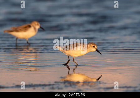 Western Strandläufer (calidris Mauri) im Winter Gefieder Fütterung entlang dem Meer Strand bei Sonnenuntergang, Galveston, Texas, USA. Stockfoto