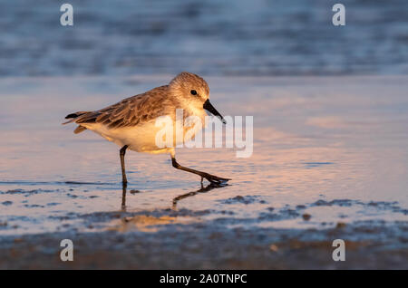 Western sandpiper (calidris Mauri) im Winter Gefieder Fütterung entlang dem Meer Strand bei Sonnenuntergang, Galveston, Texas, USA. Stockfoto