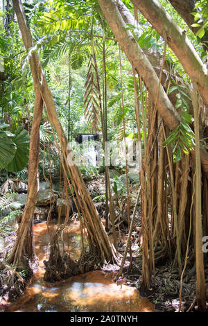 Wild Banyan Tree Wurzeln mit Stream im tropischen Regenwald in Darwin, Australien Stockfoto