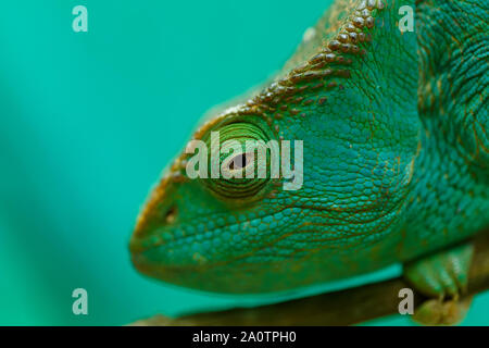 Big One Parsons Chamäleon, Calumma parsonii, große Arten von Chamäleons kleine Zweigstelle warten auf Insekt. Ambre. Andasibe - ANALAMAZAOTRA N Stockfoto