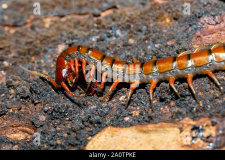 Tausendfüßler, Scolopendra im tropischen Regenwald, farankaraina Nationalpark, Madagascar Wildlife und Wüste Stockfoto