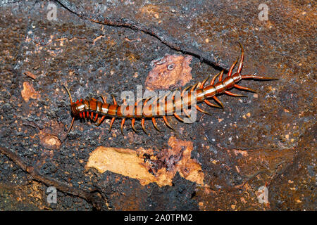 Tausendfüßler, Scolopendra im tropischen Regenwald, farankaraina Nationalpark, Madagascar Wildlife und Wüste Stockfoto