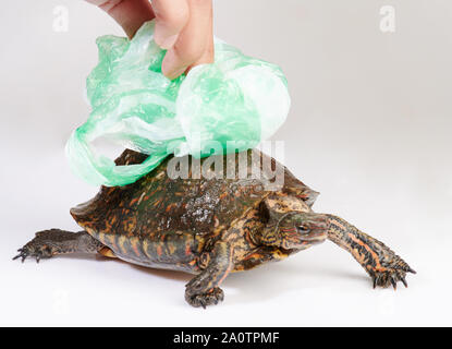 Die menschliche Hand Plastiktüte von Turtle zurück. Ökologie problem Thema Stockfoto