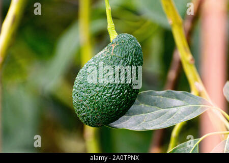 Anbau auf Farmen von leckeren hass Avocado Bäumen, organische avocado Plantagen in Costa Tropical, Andalusien, Spanien in der Nähe von Stockfoto