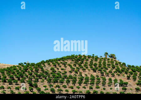 Anbau auf Farmen von leckeren hass Avocado Bäumen, organische avocado Plantagen in Costa Tropical, Andalusien, Spanien Stockfoto