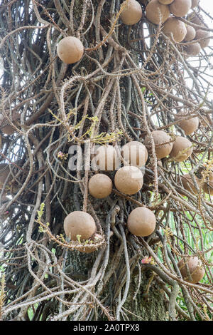 In der Nähe der großen, kugelförmigen Früchte auf einer Kanonenkugel Baum im tropischen Darwin, Australien Stockfoto