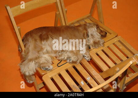 Red English Cocker Spaniel ruht auf dem Stuhl Stockfoto