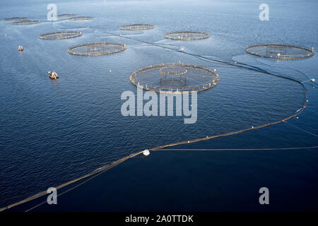 Fischzucht Lachs Marine meer Netze Landwirtschaft am Loch Fyne Schottland Großbritannien Stockfoto