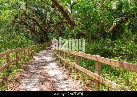 Schmutz weg durch das südliche Live Oak Hammock Trail (Quercus virginiana) Wald in der Auferstehung Farn bedeckt - Lange der wichtigsten natürlichen Bereich, Davie, Florida Stockfoto