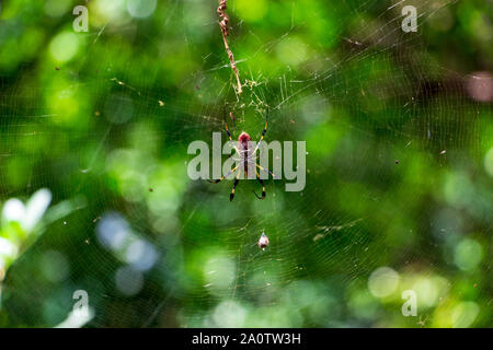 Goldener Seide Orb-weaver Spider (Nephila clavipes) in web-Long Key Natural Area, Davie, Florida, USA Stockfoto