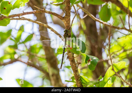 Regal Darner Dragonfly (Coryphaeschna ingens), männlich, auf Ast-Long Key Natural Area, Davie, Florida, USA Stockfoto