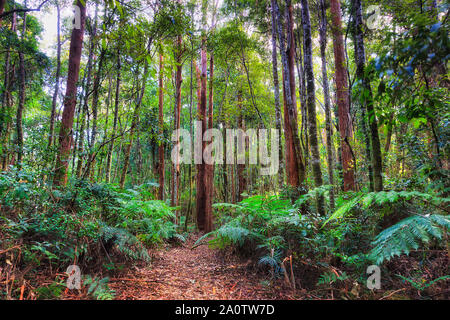 Wandern Titel Deep im Gum Tree Wäldern von dorrigo National Park zwischen hohen immergrünen Baumstämme und Farne - endemische Natur des Australischen Kontinents. Stockfoto