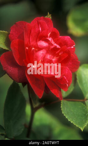 NAHE AUFNAHME VON ROTER ROSE 'CARDINAL DE RICHELIEAU' Stockfoto