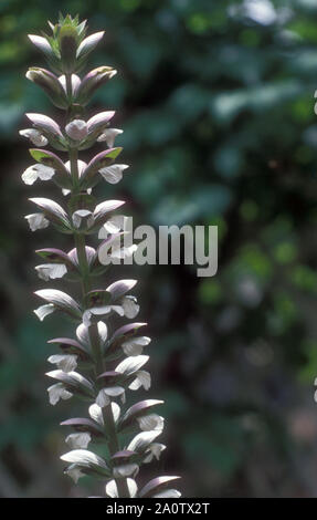 OYSTER ANLAGE (ACANTHUS MOLLIS), auch bekannt als BEAR'S KNIEBUNDHOSE oder BEARSFOOT. Städte und Gemeinden Stockfoto