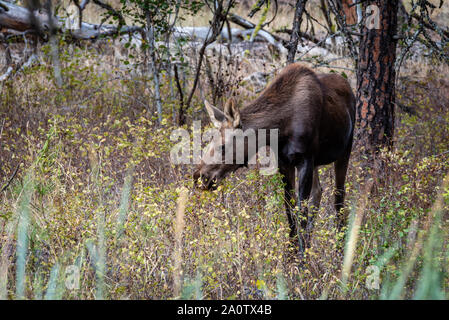 Junge Elche im Wald Stockfoto