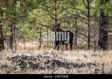 Bull Moose im Wald Stockfoto