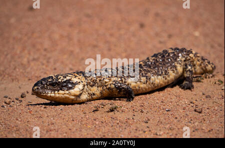 Eine Shingleback Lizard, Tiliqua rugosa auch als stumpy Tail, Boggi, schläfrig, oder bobtail Eidechse im Outback von New South Wales, Australien bekannt Stockfoto