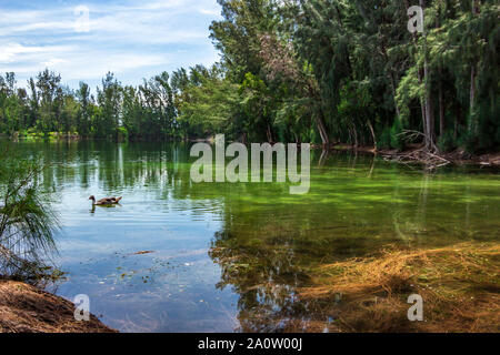 Grüner See mit Enten- und Australische Pine Tree (Casuarina equisetifolia) Wald, Holz - Wolf Lake Park, Davie, Florida, USA Stockfoto