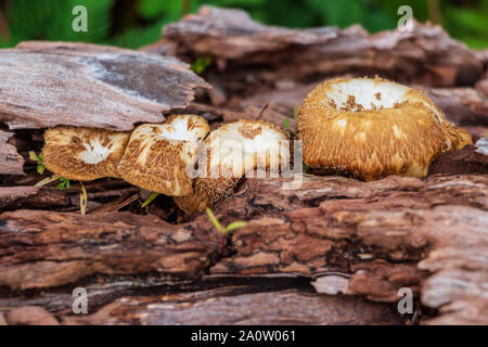 Kleine braune Pilze aus Treibholz log-Davie, Florida, USA wachsenden Stockfoto