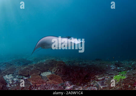 Oceanic Mantarochen (Manta birosis) mit Entourage der Reinigung Fisch- und schiffshalter ernähren sich von Plankton am Manta Bucht in Nusa Penida, Bali, Indonesien Stockfoto