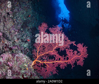 Red seafan läutet den Eingang zu einem Spalt in einem der unterseeischen Wand. Taucher die dunklen engen Kanal erkunden. Beqa Lagoon, Fidschi Stockfoto
