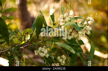 Ein Foto von einem blühenden Baum im Frühjahr durch die große Melbourne Wald aufgenommen Stockfoto