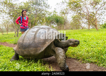 Galapagos Riesenschildkröte und Frau Tourist auf der Insel Santa Cruz in Galapagos Inseln. Tiere, Natur und Wildlife Photo in der Nähe der Schildkröte im Hochland von Galapagos, Ecuador, Südamerika. Stockfoto