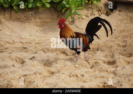 Hahn steht auf dem Sand des Poipu Beach in Kauai. Feral Hühner frei herumlaufen auf der Insel. Stockfoto