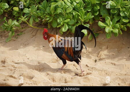 Hahn steht auf dem Sand des Poipu Beach in Kauai. Feral Hühner frei herumlaufen auf der Insel. Stockfoto