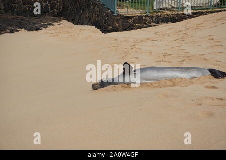 Hawaiianische Mönchsrobbe, die auf Poipu Beach in Kauai ruht, scheint seinen Bewunderern, die in einem Abstand gehalten werden, zu winken. Mönchsrobben sind eine bedrohte Art. Stockfoto