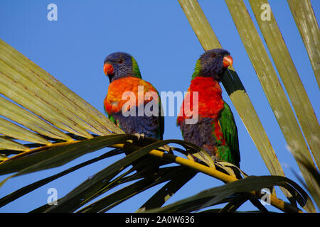 Paar Rainbow Fledermauspapageien thront im Baum auf palm Zweig Stockfoto