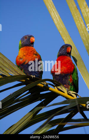 Paar Rainbow Fledermauspapageien thront im Baum auf palm Zweig Stockfoto