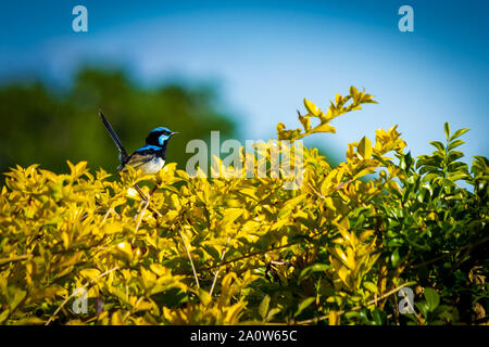 Kleinen blauen Männchen Super Fairy Wren (Malurus cyaneus) auf der Oberseite des Hedge thront, mit weichen Fokus Hintergrund. Stockfoto