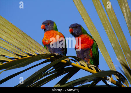 Paar Rainbow Fledermauspapageien thront im Baum auf palm Zweig Stockfoto