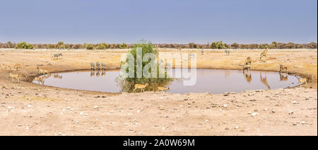Ein Blick auf die Tierwelt trinken an einem afrikanischen Wasserloch im Etosha National Park, Namibia, einschließlich Zebras, Giraffen, Kudus, Impalas und Warzenschweine. Stockfoto