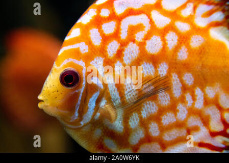 Schönen und lebendigen Diskus (Symphysodon aequifasciatus) am Georgia Aquarium in der Innenstadt von Atlanta, Georgia. (USA) Stockfoto