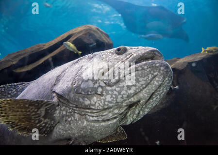 Unterwasser Blick auf einen Goliath Grouper und ein Manta Ray am Georgia Aquarium in der Innenstadt von Atlanta, Georgia. (USA) Stockfoto