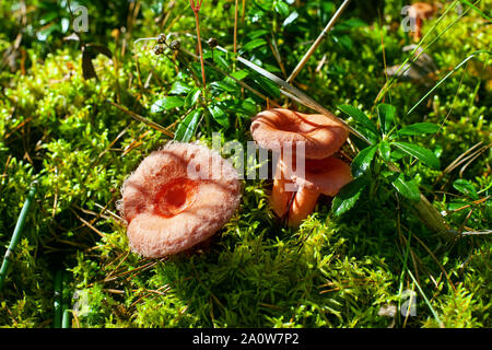 Drei Coral milchig cap Pilze auf grünen Moos Hintergrund wachsen im Wald in der Nähe, Lactarius torminosus Genießbare orange oder rosa Cap agaric Pilz Stockfoto