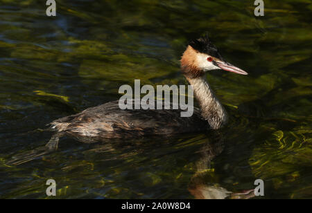 Eine schöne Haubentaucher, Podiceps cristatus, Schwimmen an einem Fluss. Es tauchen unter Wasser gewesen ist, um Fische zu fangen. Stockfoto