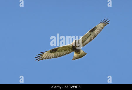 Bussard mit rauen Beinen, Buteo lagopus Stockfoto