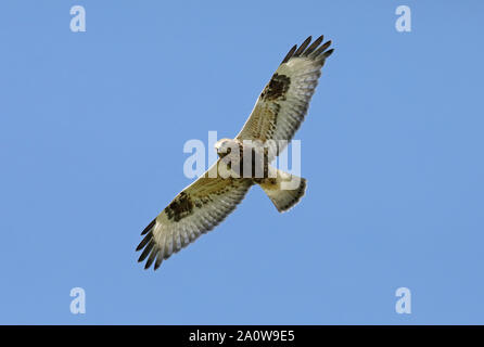 Bussard mit rauen Beinen, Buteo lagopus Stockfoto