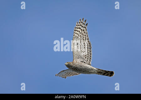 Sparrowhawk-Fliegen / Sparrowhawk-Flug, Migration Stockfoto