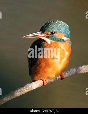 Weibliche Eisvogel (Alcedo atthis) am Zweig in der prachtvollen frühen Morgen Sonne thront, Warwickshire Stockfoto