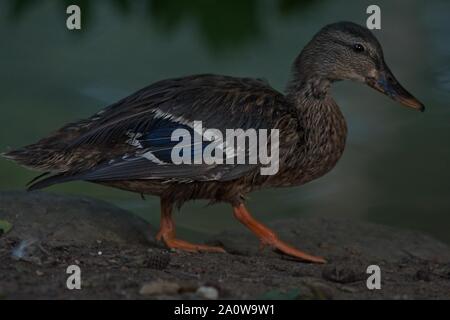 Ente am Abend Stockfoto