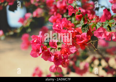 Zweig der schöne rosafarbene Bougainvillea Blumen, verschwommenen Hintergrund. Stockfoto