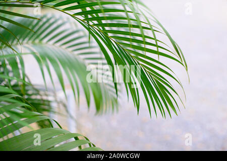 Von tropischen Palmen Blätter über abstrakte grauen Hintergrund. Kostenlose Kopie. Stockfoto
